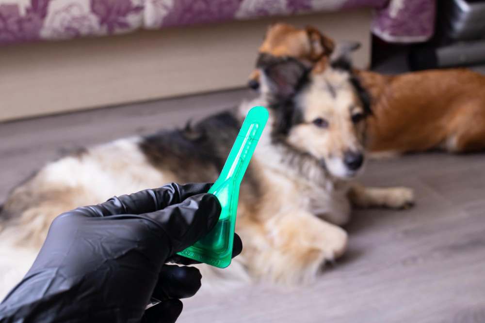 Flea and Tick Preventatives Pet Heartworm