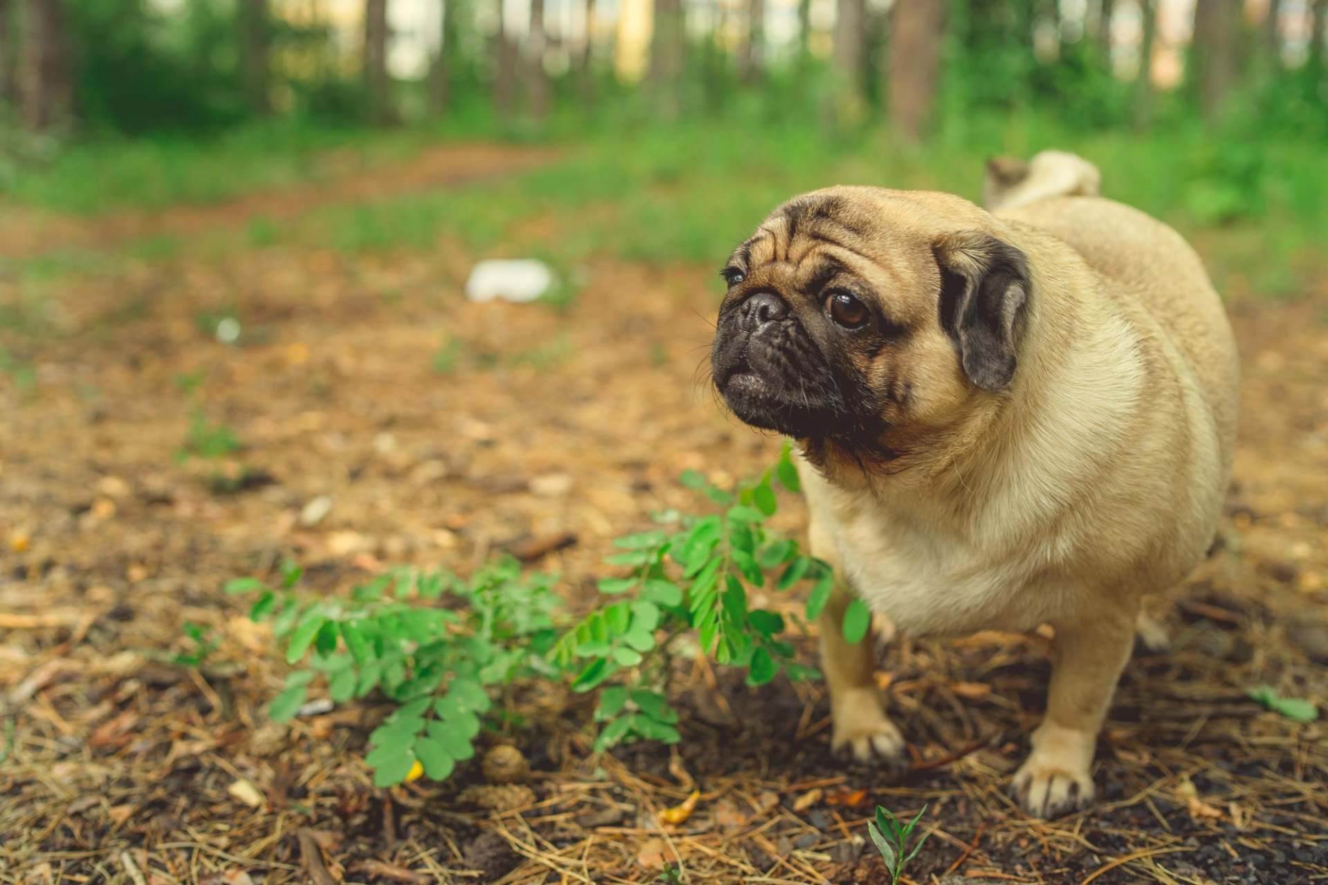 Pet Grooming In Buckeye Lake, OH 43008 Petplex Animal Hospital