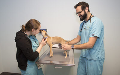 Pyometra in Dogs and Cats