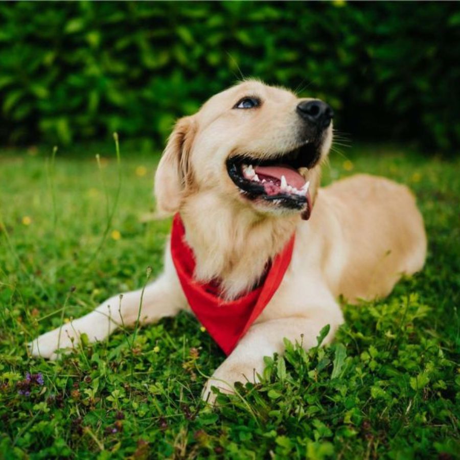 Untitled design (19) Golden Retriever with red bandana lays in grass.