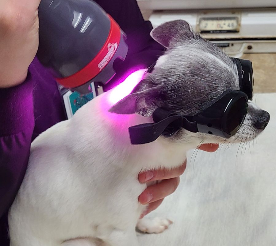 Untitled design (5) Benji laser therapy